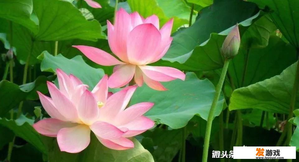 仝卓上过春晚吗