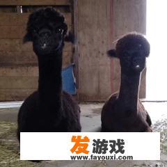 手机直播打游戏的必备设备
