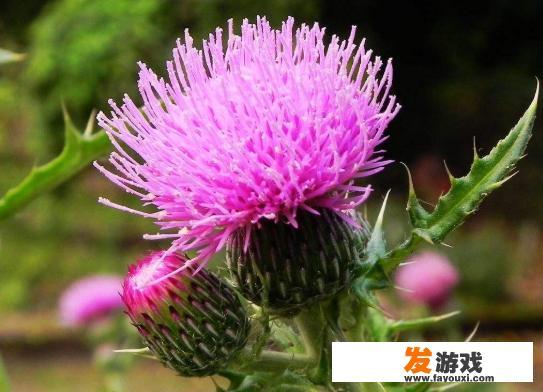 “努力成长是在孤独里可以进行的最好的游戏”你认同吗
