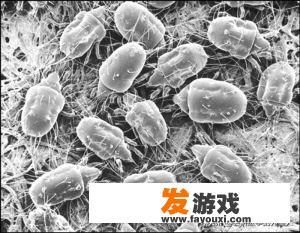 为什么感觉肉食动物吃生肉不怕寄生虫