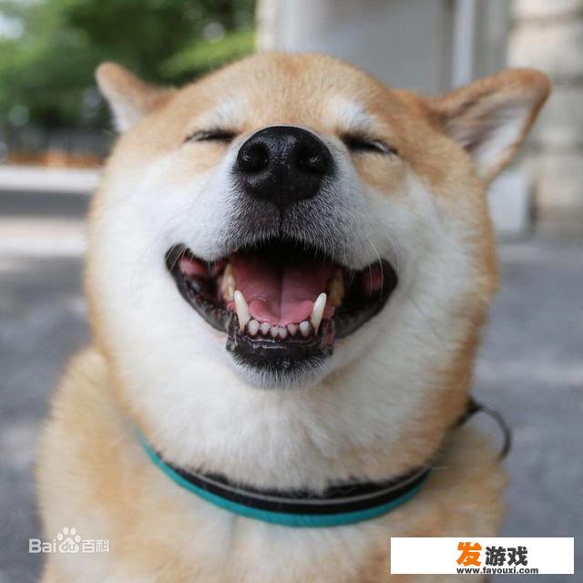 宠物医院的工资待遇如何？前景怎样