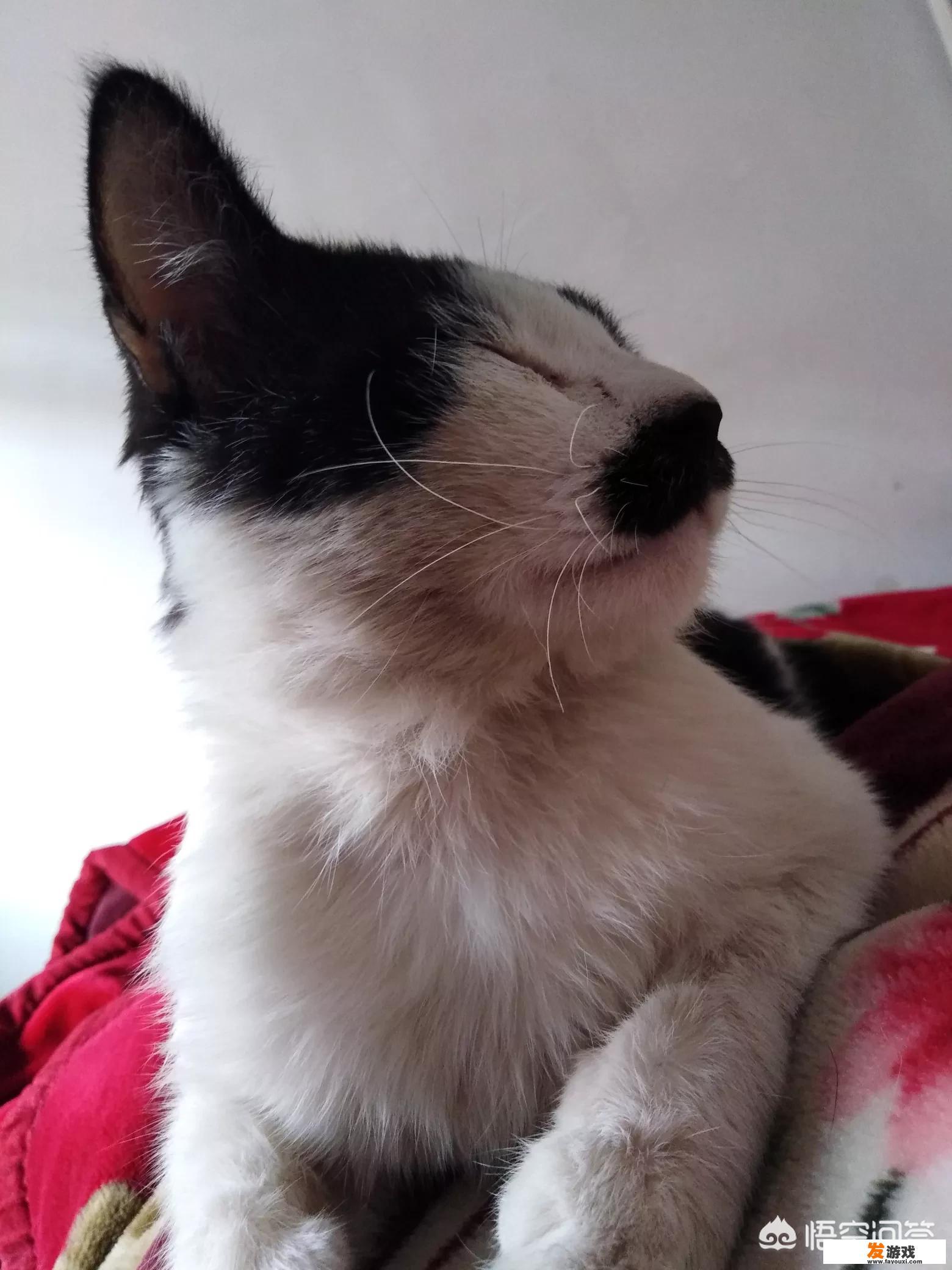 猫咪真的会在人的肚子上睡着吗？为什么会有这样的行为呢