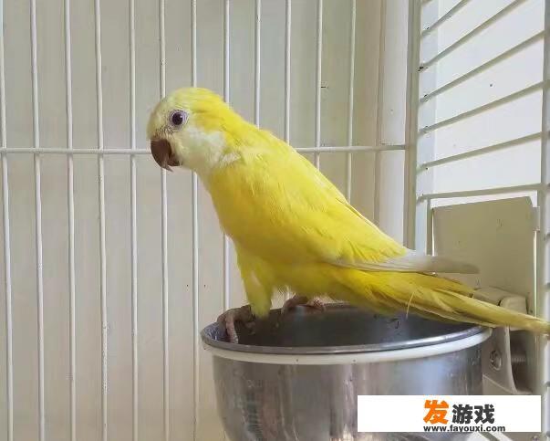 和尚鹦鹉会说话吗