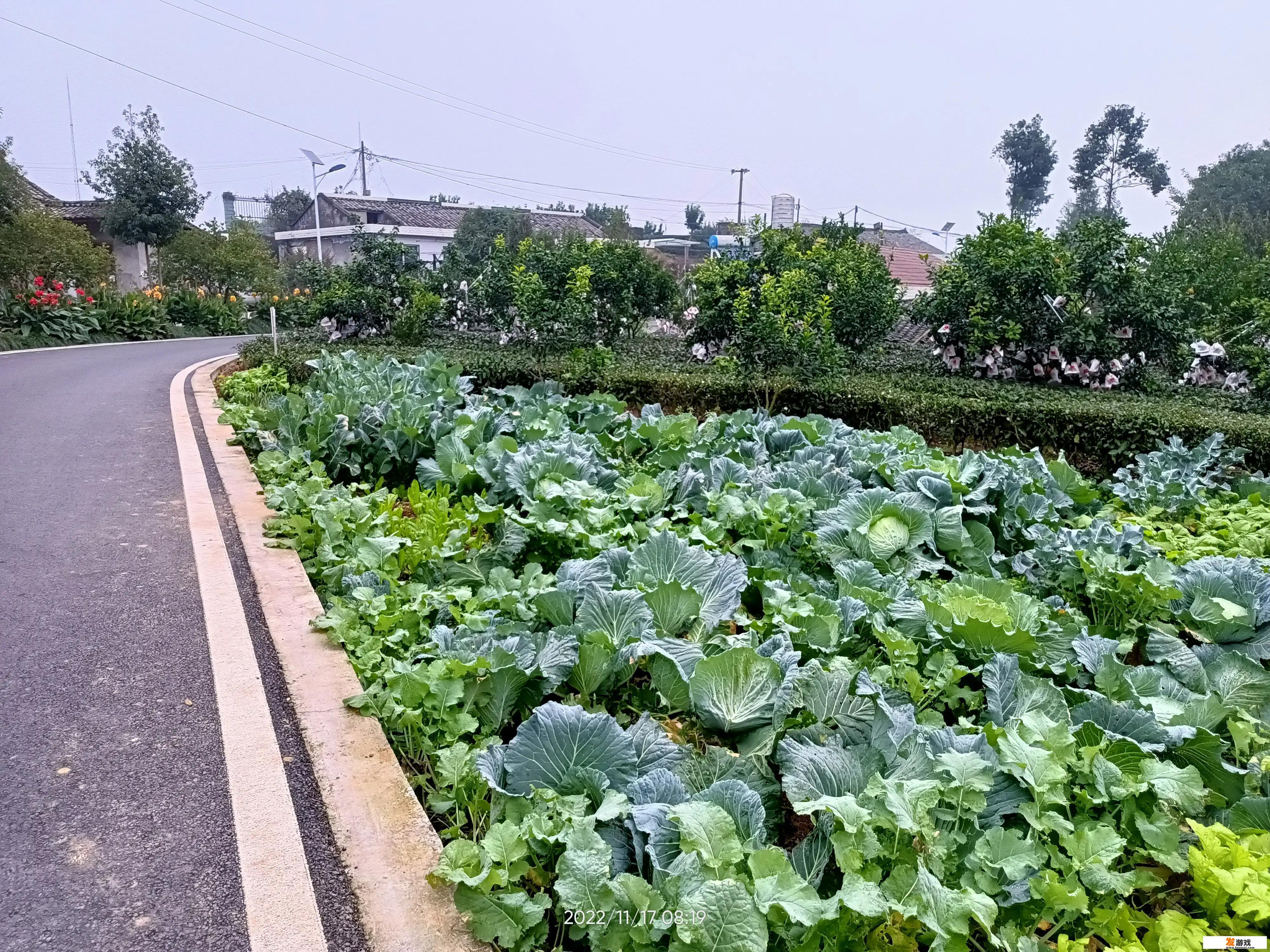 疫情当下，农村人没学历没技术，在农村干点什么能养家糊口