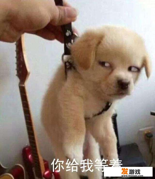 惩罚狗狗需要注意什么
