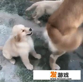 这里可以加上更具吸引力的图片描述，如‘爆笑瞬间，不容错过！’