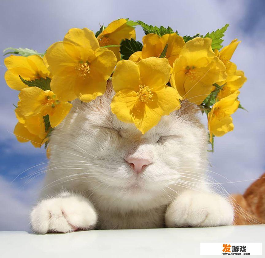 日本网红猫去世是怎么回事
