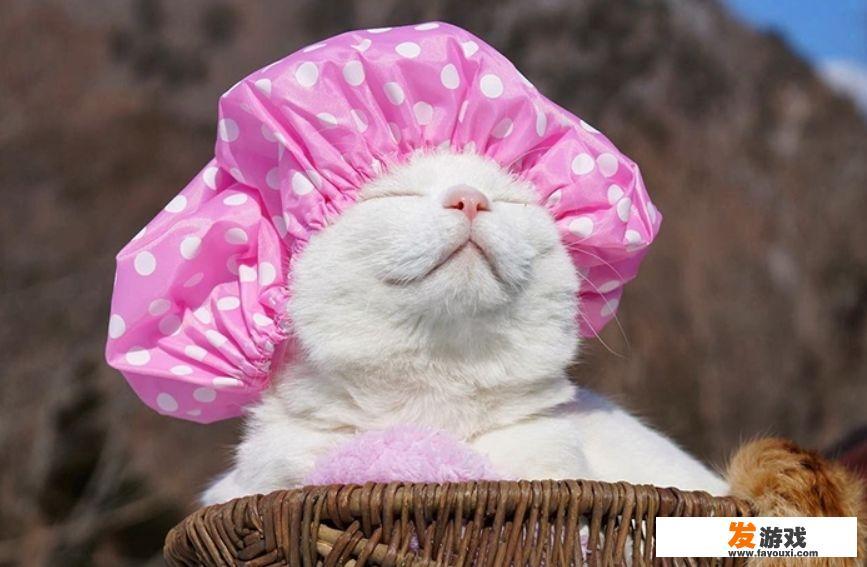 日本网红猫去世是怎么回事