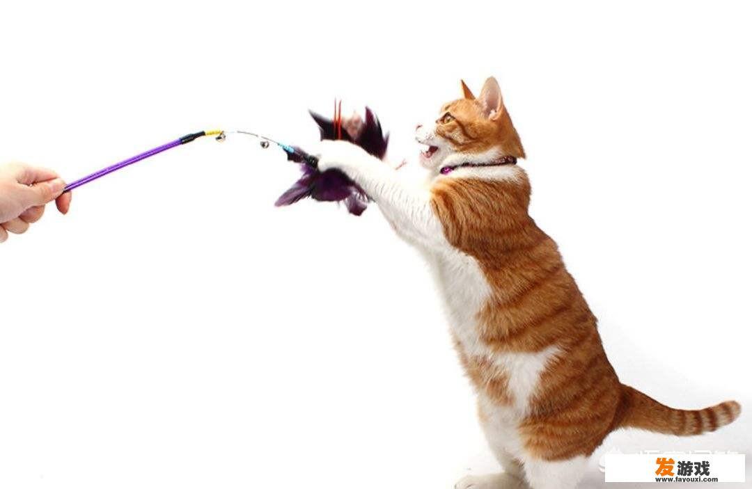 怎么和猫玩游戏