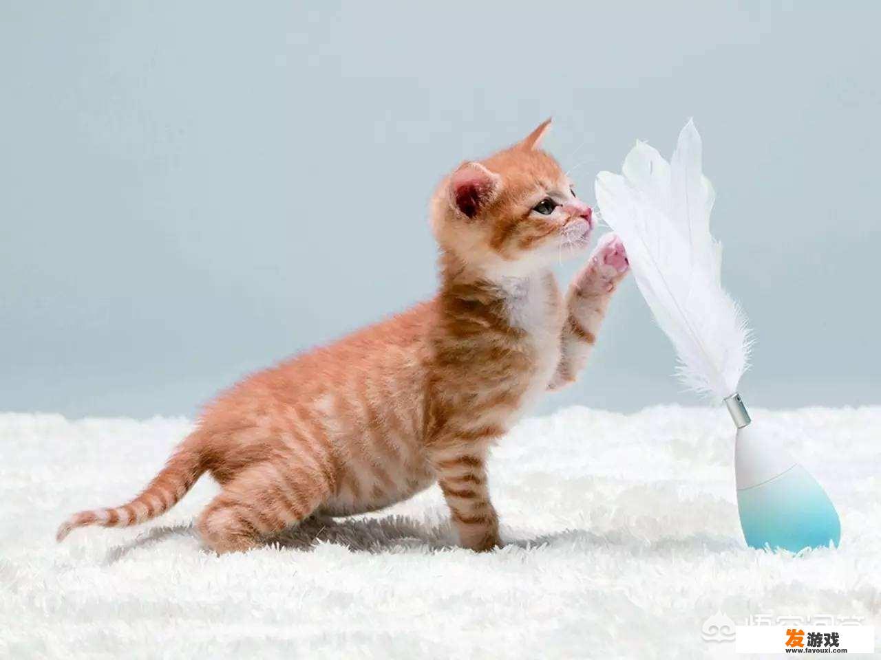 怎么和猫玩游戏