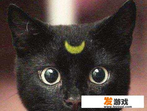 狸猫换太子讲的是一个什么故事