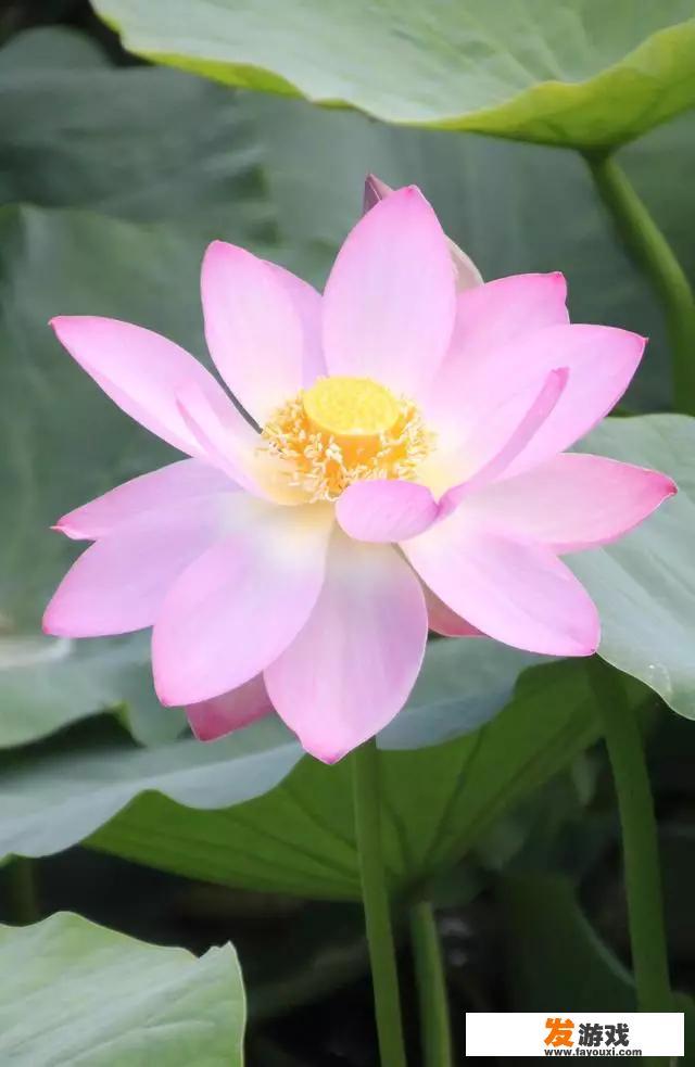 有没有一个过客，让你念念不忘