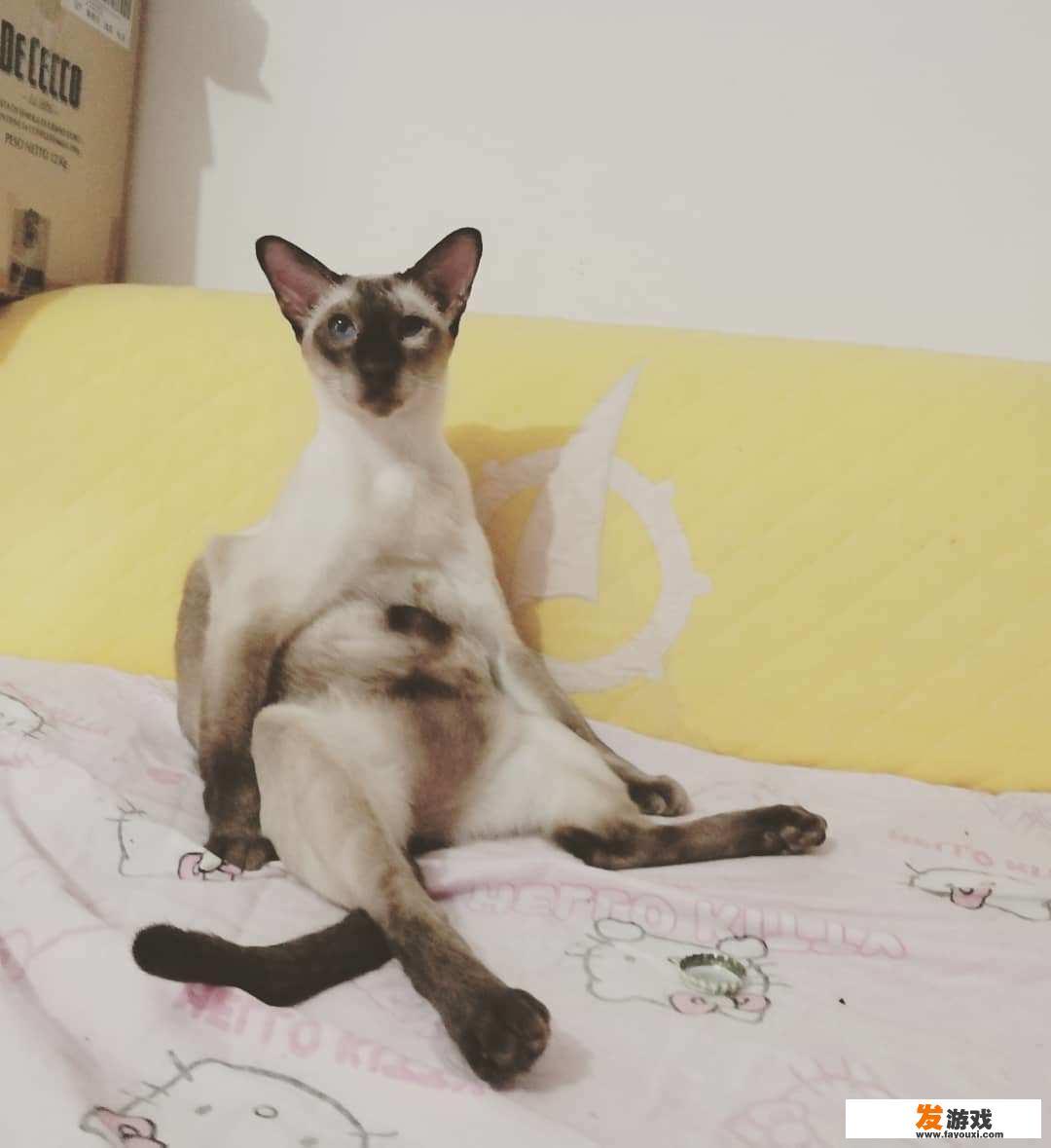 一部关于猫的日本动画