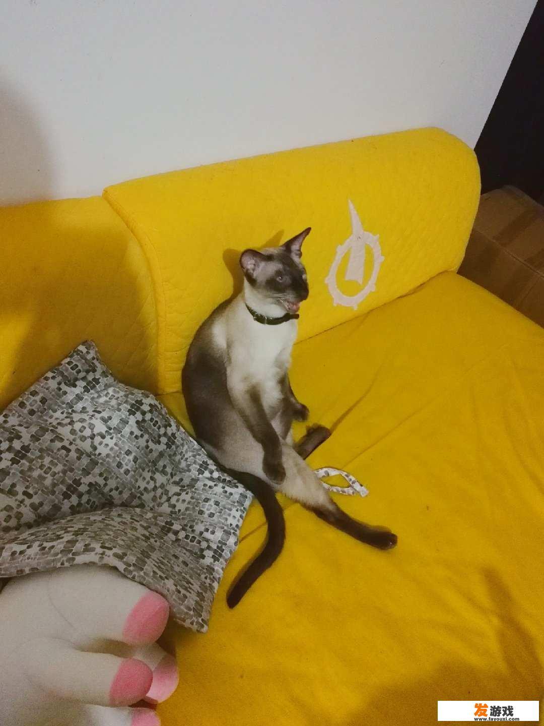 一部关于猫的日本动画