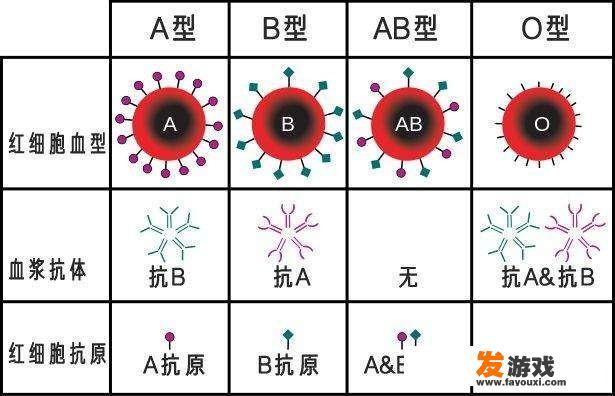 B型血与O型血生子是否聪明？为什么