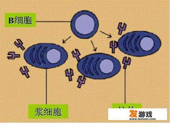 B型血与O型血生子是否聪明？为什么