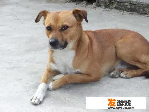 疯狂骑士团菜谱材料怎么获得