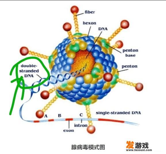 为什么石景山“崩溃女”核酸检测为阳性，还可以在商场用餐