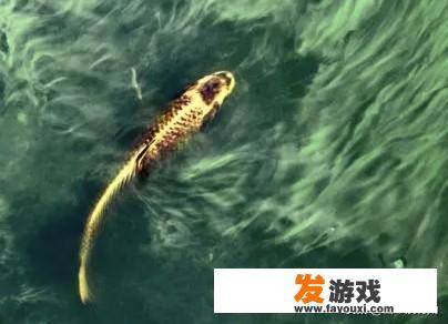 都说农村故事多，有没有难以置信的故事
