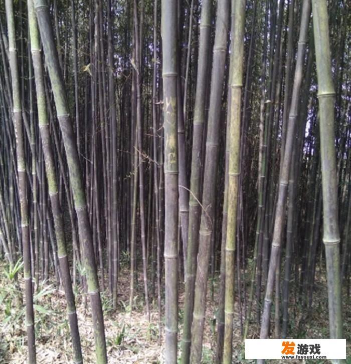湖南卫视《向往的生活》里面的内容跟一直生活在农村的老一辈人的生活相比，你有什么评价