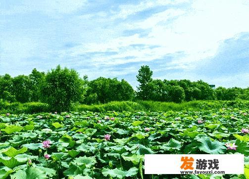 十二生肖的人都有什么迷人的魅力
