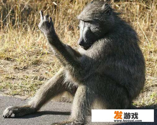 36年前，美国女婴移植“狒狒”心脏后成功续命，结局怎样了