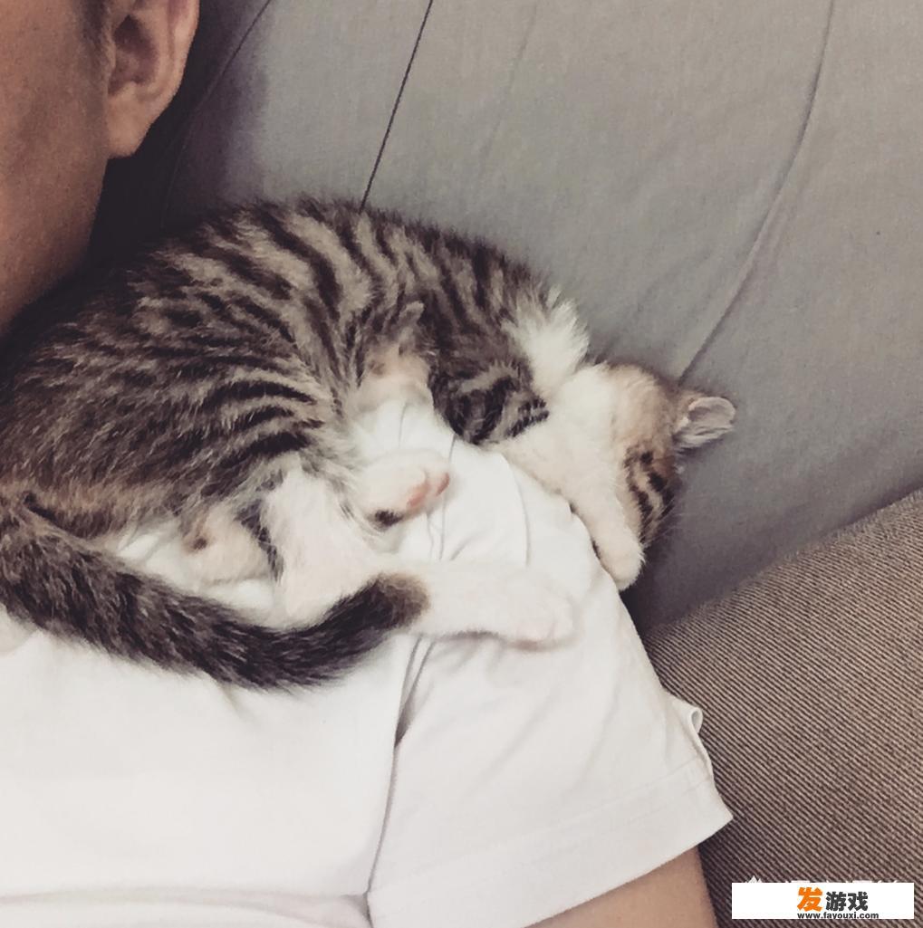 我的世界鱼怎么得我的世界鱼有什么用？