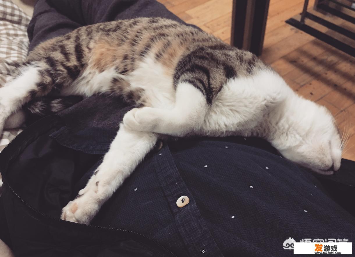 我的世界鱼怎么得我的世界鱼有什么用？