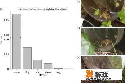 仓鼠跑仓鼠球的时候在想些什么？