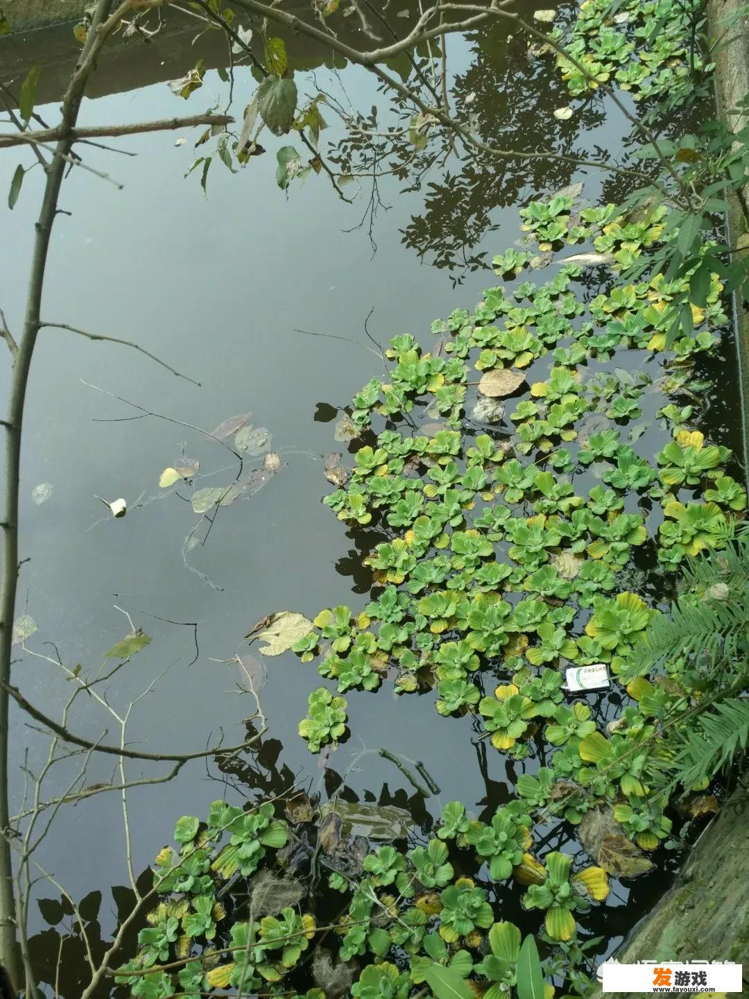 遇见凯门鳄怎么求生？