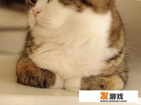 星辰奇缘平民攻略技巧？