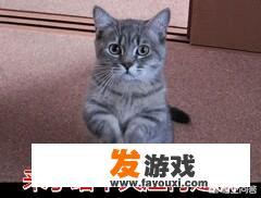 掌握技巧,轻松捕捉猫咪 如何成功捕捉一只猫的技巧