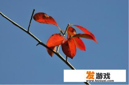 文章不一样的精彩开头怎么写？