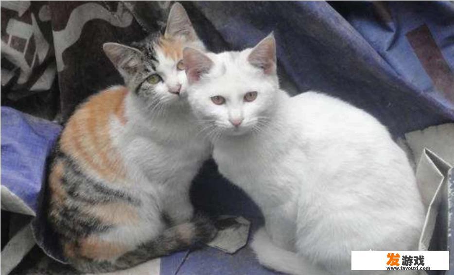 小猫得了猫癣怎么办？