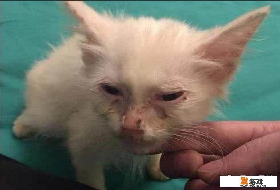 小猫得了猫癣怎么办？