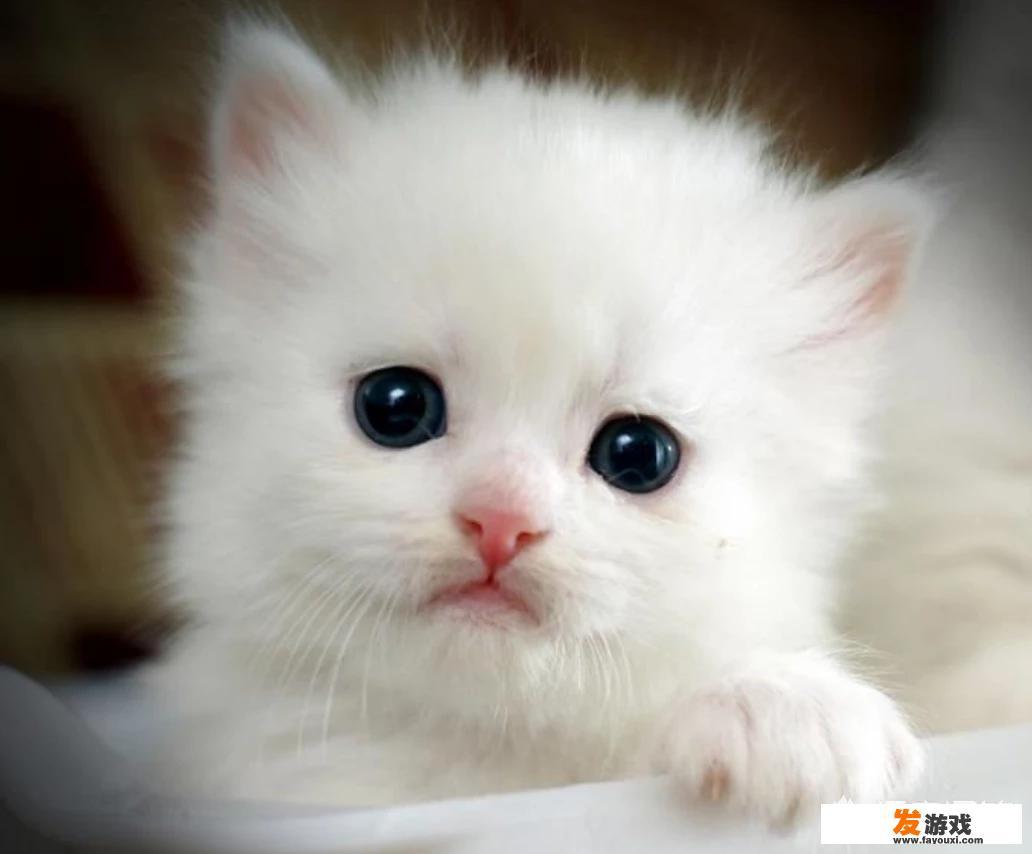 小猫得了猫癣怎么办？