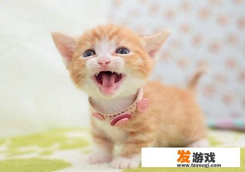 母的小猫咪叫什么名字好听（可爱一点的）？