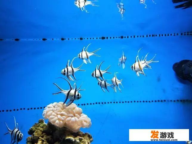 上海海洋水族馆参观目的？