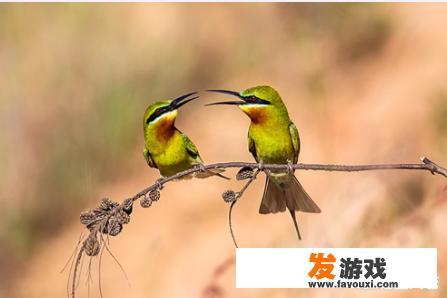 游戏cp 情人节送什么？