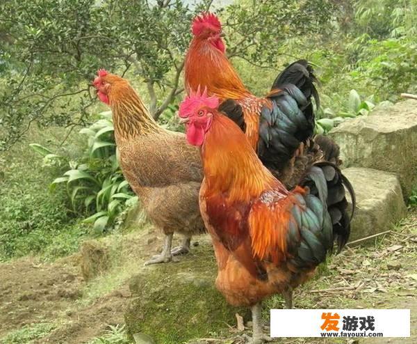 散养鸡赚钱吗？散养鸡的利润是多少？