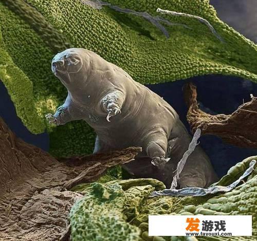 三体的游戏？