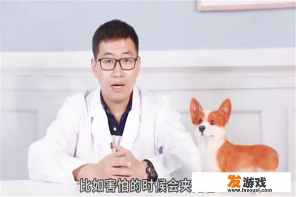 微笑狗为什么吓人？