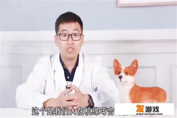 微笑狗为什么吓人？