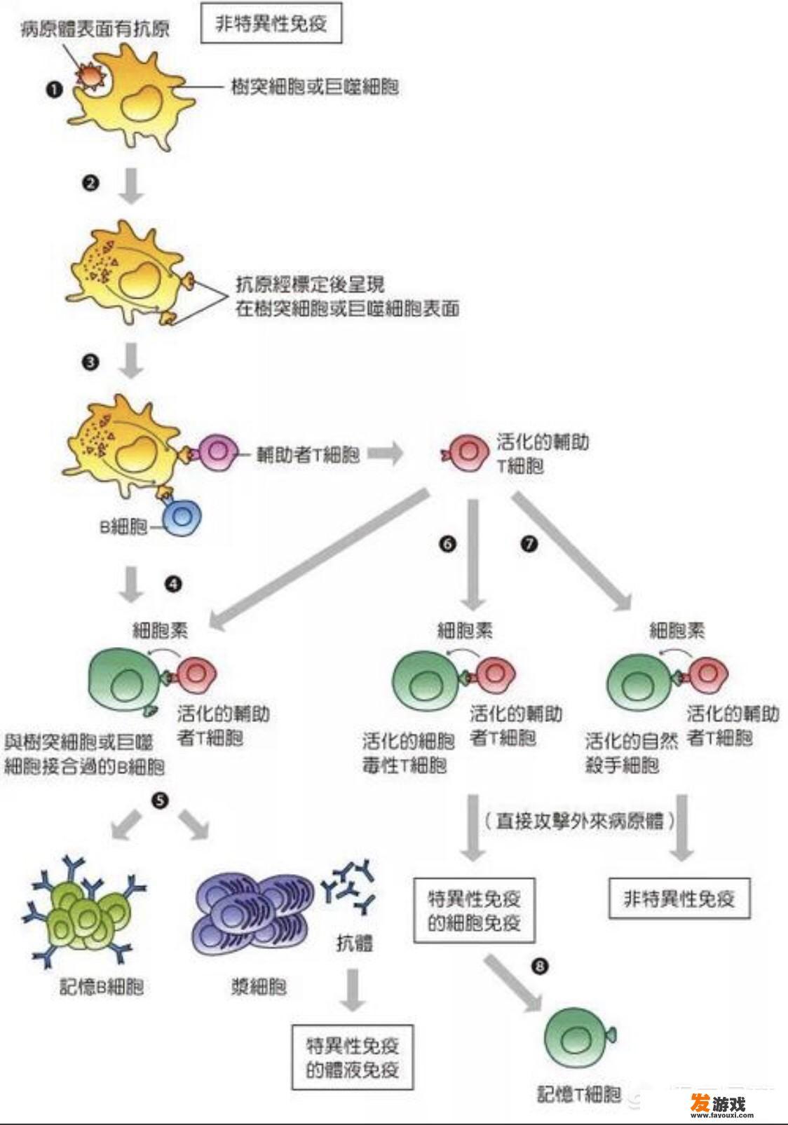 吞噬病毒的是什么细胞？
