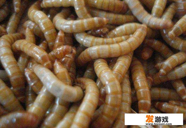 为什么厕所的苍蝇特别大？