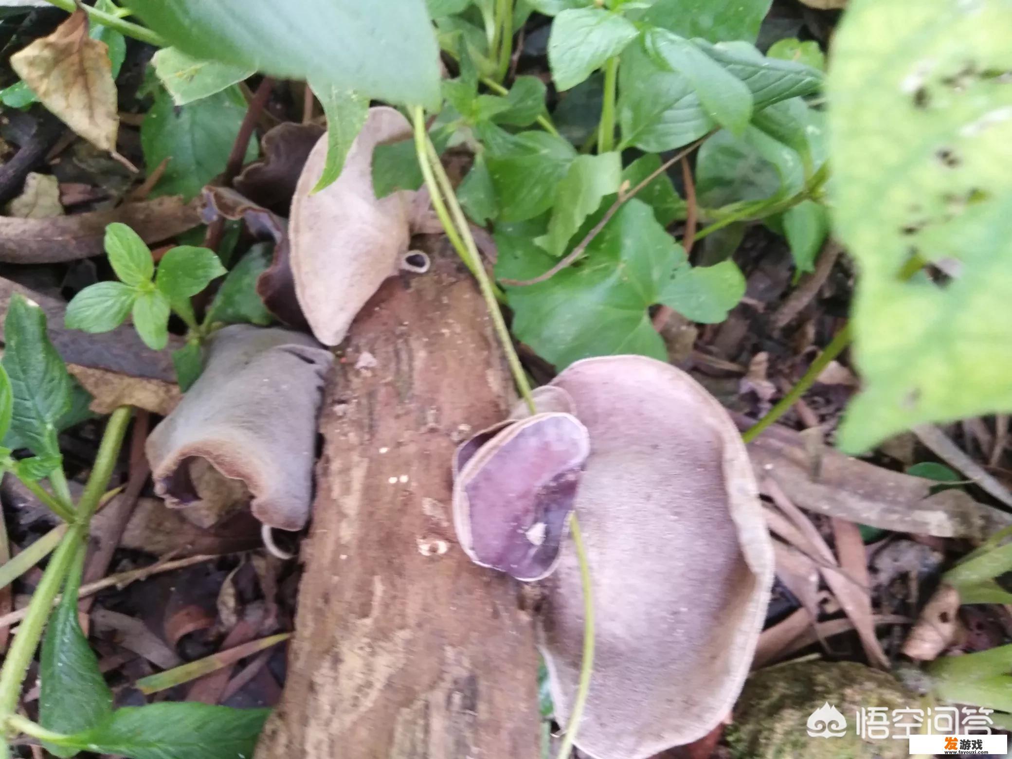 奥特曼格斗进化重生怎么解锁高斯的未来？