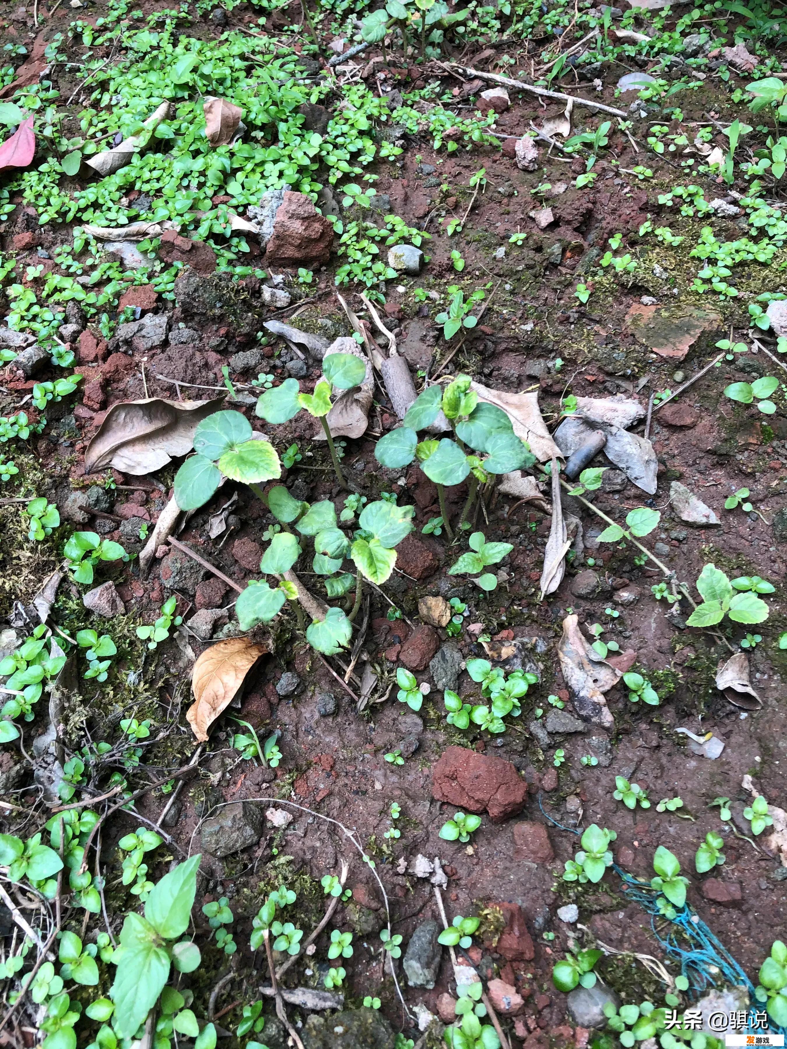 五一节趣味游戏？