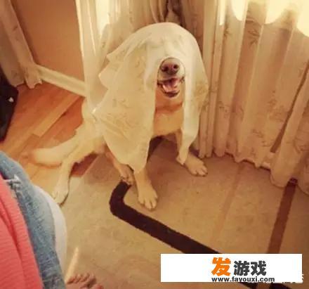 狗狗最喜欢和主人玩一些什么游戏？