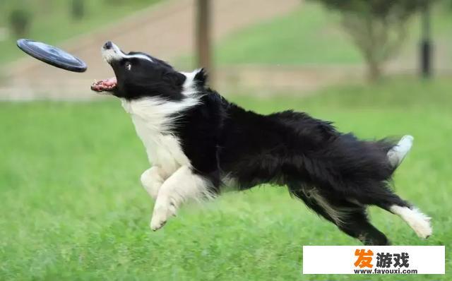 狗狗最喜欢和主人玩一些什么游戏？