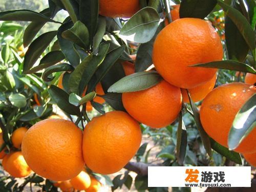 丝瓜黄瓜秋葵哪个好养？